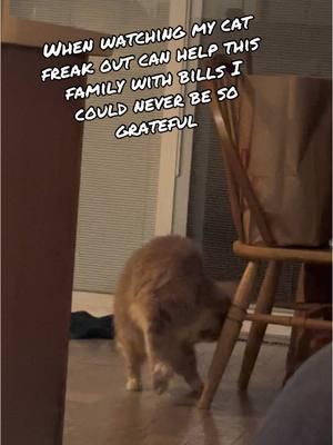 What is your favorite animal. 30 seconds, 1 comments  Please if you have a heart I need help! #helpanimals #helpmeplease #watch #laughter #hilarious #catsoftiktok #catlover 