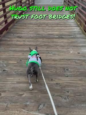 Hugo does not trust foot bridges! #trending #viral #frenchton #fyp #foryou #dogs #dogsoftiktok #animalsoftiktok #PetsOfTikTok #petsontiktok #cute