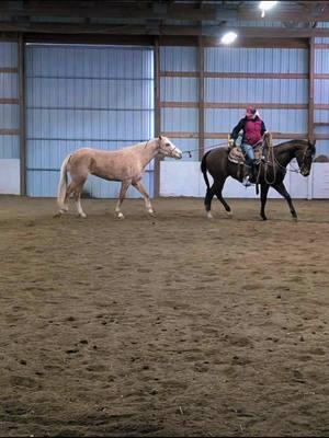 Day 2 for Blondie and our home grown and trained 3yr old Profit helped her learn to give to pressure #utah #NicsDashForProfit #fyp #allaroundhorses 