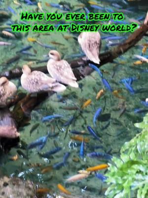 #disney #disneyworld #animalkingdom #magickingdom #hollywoodstudios #epcot #disneyparks #disneytips #disneycontent #disneycontentcreator #distok #disneymom #awishisadream #disneymyway #disneyvacation #DisneyMagic #MagicalMemories #DisneyAdventures #DreamsComeTrue #HappiestPlaceOnEarth #MagicKingdom #DisneyMagicMoments #DisneyFamilyFun #DisneyWorldWonders #EpcotExplorers #MagicOfDisney 