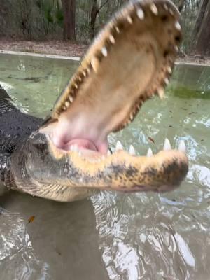 Giving Big Mac a few snacks! Check out the size of those jaws! He is 10’2”. And of course Bella comes creeping in at the end!  ~~~Our rescue gators are wild caught nuisance gators that would’ve otherwise been destroyed. The state of Florida destroys 8,000 “nuisance” gators annually, but we don’t have a nuisance gators problem but rather a nuisance HUMAN problem. 1k people a day move to FL, unsustainably developing the land, and a lot of ignorant people making a nuisance out of themselves. NEVER feed a wild gator, never have kids or pets near the water, and never swim in gator habitat! And of course, never attempt anything you see in my videos! If you would like to donate to the care of the sanctuary animals, we greatly appreciate any support!! You can make a tax deductible donations directly through our website bellowingacres.org  @bellowingacres  #animaleducation  #Rescue #AnimalRescue #AnimalSanctuary #ExoticAnimals #Animals #Animals #CuteAnimals #educational     #Gator #Alligator #crocodile #nilecroc #nilecrocodile   #reptile #scicomm #rescuegator  G