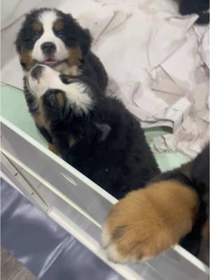 Puppy Bernese Mountain Dogs! Which one do you think is me??😍 #puppy #bernesemountaindog #nashtheberner #puppyberners #litter #puppylitter 