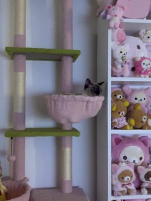 Kitten’s pink world💓#cats #catsoftiktok #fyp #cattree #pinkcattree 