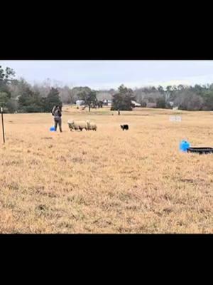 Very proud of this little dog- our first trial and we won ourselves a blue ribbon ❤️ We didn’t get the pen, but we made it around the course!  #bordercollie #sheep #sheepdog #stockdog #sheepdogtrial #sheepherding #farm 