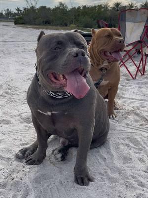 This is my happy place🤍 #creatorsearchinsights #myhappyplace #dogsoftiktok #dogsatthebeach #beachvibes #bulliesoftiktok ##doglover #cutnessoverloaded 