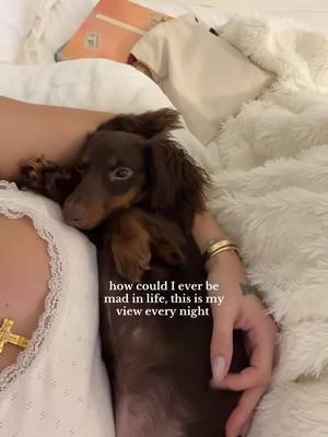 weiner dog weiner dog how did you get so long 🎶🥹 #minidachshund #minidachshundpuppy #minidachshundsoftiktok #dachshund #dachshundsoftiktok #dachshundpuppy #dachshundaddict #puppydog #puppylife #puppymom 