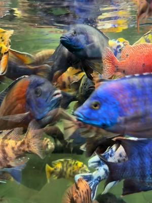 Peacock Cichlids are some of the most beautiful African Cichlids you can find. #cichlids #africancichlids #peacockcichlids #africa #lakemalawi #fish #fishtok 