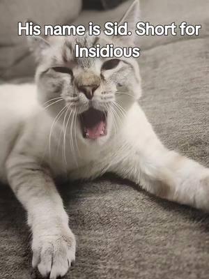 #catsoftiktok  #kitty #naughtycat #menacetosociety  #insidious #sid #goofball #