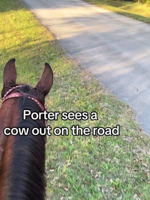 Porter loves his cow work 🤣🐴#porter #porterhouse #bay #bayhorses #gelding #baygelding #geldings #geldingsoftiktok #cowhorse #workingcowhorse #ranchhorse #cowsout #thecowsareout #loose #cowsontheloose #cowhorsesoftiktok #horsesoftiktok #goodboy #porterpov  #iwork #hardworker #fyp 