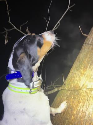 12/29/24  Coons are starting to move good #coondog #walker #fyp #hunting #Outdoors #hunttok #fypシ 