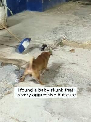 I adopted a baby skunk #rescue #animal #animalsoftiktok #rescueanimals #skunk 