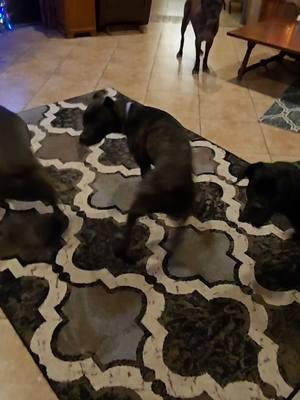 trying to get the girls to circle in unison. one day 🤣 (Yes Queenee is grumpy) #canecorso #Mittee #Queenee #Savvee #dogsofttiktok #fyp #corsooftiktok #grouptraining 