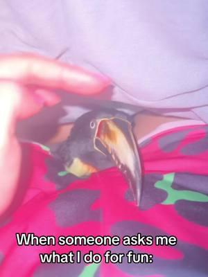 Cuddle chicken #toucan#toucans#pet#PetsOfTikTok  