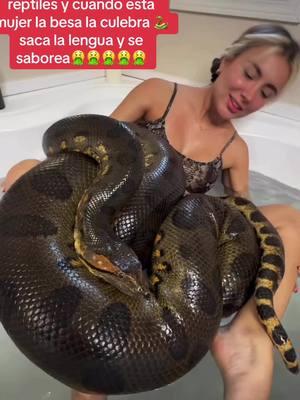 #anaconda #piton #teptil #culebravenenosa #serpientevenenosa 