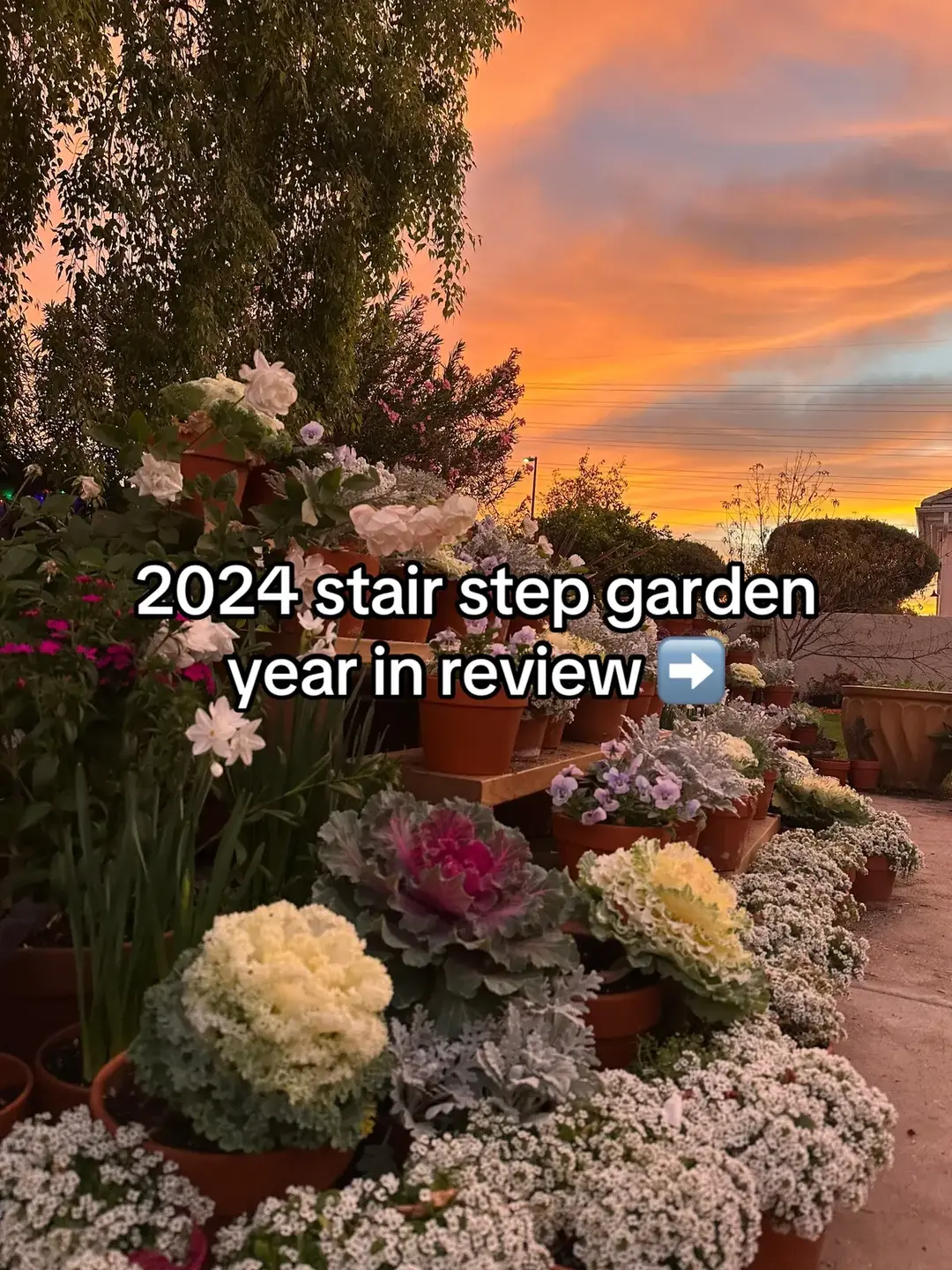 The best year yet in the stair step bench! Cannot wait to share what we’ll do in 2025 💕✨  #gardening101 #cutflowergarden #cottagegarden #zone9b #smallgarden 