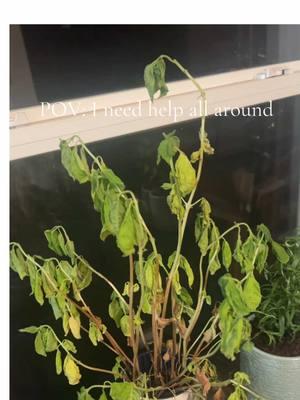 Any tips will help  #fyp #PlantParent #PlantTok #PlantLover #HouseplantGoals #IndoorJungle #GreenThumb #PlantAesthetic #UrbanJungle #PlantsOfTikTok #MonsteraMadness  #ForYouPage #TrendingNow #ViralVideos #ExplorePage #TikTokTrends #foryou #viral #trending #tiktok 