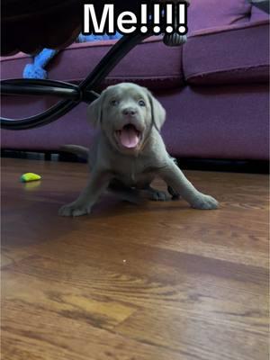 #silverlab #silverlabsoftiktok #silverlabpuppy #silverlabrador #labsoftiktok #labpuppy #labpuppiesoftiktok 