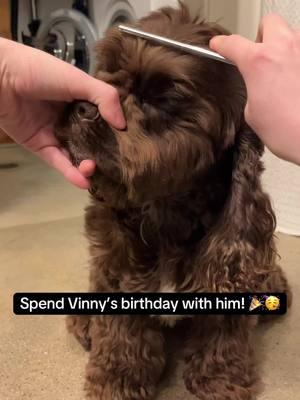 Everyone say happy 2nd birthday Vinny!! #fyp #americancockerspaniel #dogs #birthday 