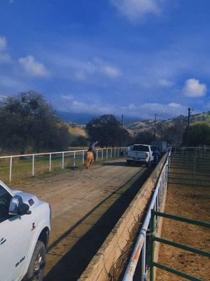 @Trevor Gonzales to the rescue #justranchin #cowboyshit #brandingcalves #cowboy #fyp #california #ranchlife  #western #cows #CapCut #horses #ranchhorse #california 