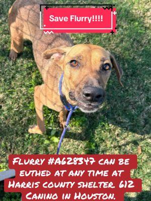 Who can foster or adopt Flurry?! #rescuedogs #rescuedogarmy #rescuedogarmystrong #fyp #rescuedogarmy❤️ #texas #shelterdogs #ASMT #texasdog #houstonwehaveaproblem #houston #thisishouston #shelterdog #fosteringsaves #fosteringsaveslives #texasdogs #rescuedog 