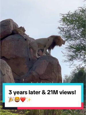 ✨❤️ Experiencing this moment  in 2021 at Disney’s Animal Kingdom was truly epic—both the event itself and the incredible response since sharing the original video.🦁 @Disney Parks  Cheers to 2024, and hear us ALL roar in 2025… we’re comin’ for ya! 🎉🥂 #orlandostravel #animalkingdom #wdw #kilimanjarosafaris #lionking #lionroar #waltdisneyworld #disneytravelagent #dak #mufasa 