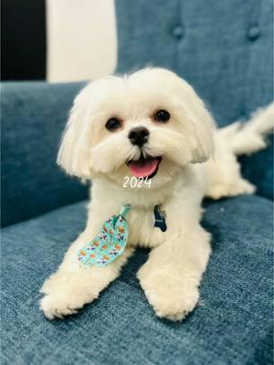 #CapCut #malteseoftiktok #maltese #fypシ #fyp #fypシ゚viral #dogmom #2024 #dancingdog 