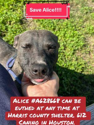 Who can foster or adopt Alice?! #rescuedogs #rescuedogarmy #rescuedogarmystrong #fyp #rescuedogarmy❤️ #texas #shelterdogs #ASMT #texasdog #houstonwehaveaproblem #houston #thisishouston #shelterdog #fosteringsaves #fosteringsaveslives #houstonwegotaproblem 