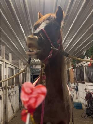 #horse #equestrian #horsegirl #cutehorse #horsetok #morab #horsesmile #horsetrick #prettyhorse #horserider #horseriding #horselove #horsesoftiktok 