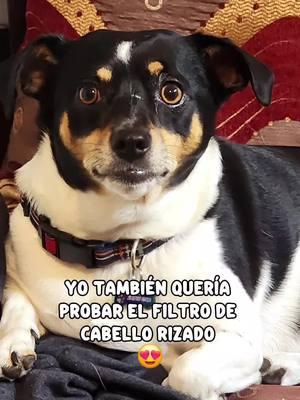 #lachinita #CapCut #rizos #trendrizos #rizado #pets #luna #moon #tiktolandia #daibo #algoritmotiktok #cubano #cojelotuyo #candela #quelocura #asere #funny #humor #comedy #comedia #viral #miniña 