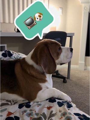 You think he knows that’s him? 😂 #beagle #zuko #dog #dogsoftiktok #funnyvideo #funnydog #foryou #fy #foryoupage #fyp 