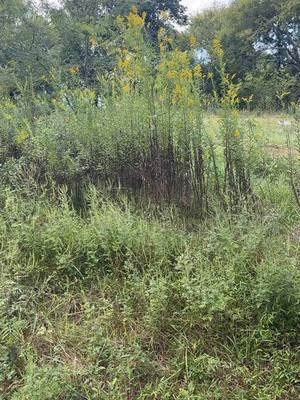 Making some progress #fig #figorchard #land #landscape #challenge #dogtired #hardwork #chathamcountync 