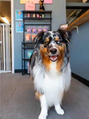 Even the trigger was SHOOK by mom’s embarrassing dance moves😬😅 .       . 📸 - Sony Alpha A7 IV @ sonyalpha @ sony  • • *  • • • • • • • • • • • #australianshepherd #aussie #dogsofinstagram #aussiesofinstagram #dog #puppy #australianshepherdsofinstagram #aussiepuppy #aussiesdoingthings #dogs #australianshepherdworld #aussielove #puppiesofinstagram #funnydogs #bluemerle #losangeles #aussieshepherd #wigglebuttkoda #aussielovers #standardaussie #doglife #dogoftheday #pupiranha #aussies #bluemerle  #australianshepherdpuppy #australianshepherds #california #funnydog #bluemerleaussie #australianshepherd #aussie #dogsofinstagram #aussiesofinstagram #dog #puppy #australianshepherdsofinstagram #aussiepuppy #aussiesdoingthings #dogs #australianshepherdworld #aussielove #puppiesofinstagram #puppylove #bluemerle #aussie #aussiepuppy #puppy #australianshepherd #pupiranha #wigglebuttkoda #pupiranhavlog #australianshepherdpuppy #australianshepherdsoftiktok #aussiesdoingthings #australianshepherdsworld #puppylove #puppydog #puppytiktok #puppycheck #puppylife #puppytok #puppys #dog  #dogsoftiktok #dogs #doglover #dogmom #doglovers #doglife #doglove #dogs #funny #humor #cute #losangeles #california  #playavista  #reactivity #dogreactivity