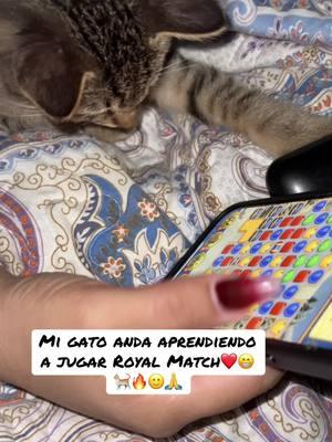 Aprendiendo a jugar🙏❤️😂🐈🐈#viralvideo #gato #gatos #gatitos_haciendo_cosas #lif 