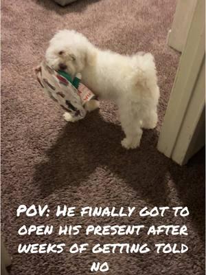 Our fur babies deserve gift too 🥰 🐶 #dogchristmas #dogopeninggifts #merrychristmas #dogchristmaspresent 