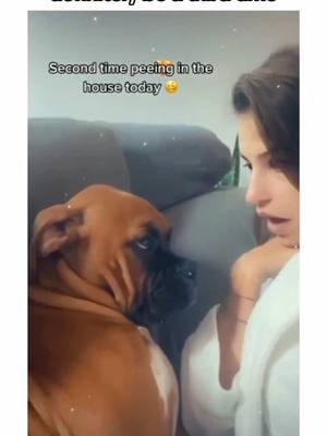 what it’s like living with a boxer dog… 🫣🐾 #boxersoftiktok #boxerdogs #PetsOfTikTok #boxerdog #dogsoftiktok #boxerdogsoftiktok #puppiesoftiktok #boxers #guiltydog #boxerpuppy #puppycheck #creatorsearchinsights 