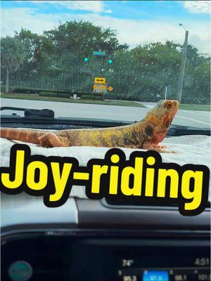 #beardeddragon #beardie #beardeddragonsoftiktok #lizard #cuteanimals #jurassic #funnyanimals #beardiesoftiktok #joyride #reptilesoftiktok #minidino #lizardlove #reptile #foryoupage #jurassicpark #naturelover #prehistoric #thelizardwhisperer #fyp #natureisbeautiful  #lizardsoftiktok #smallwonder  #lizardlady #crazylizardlady  