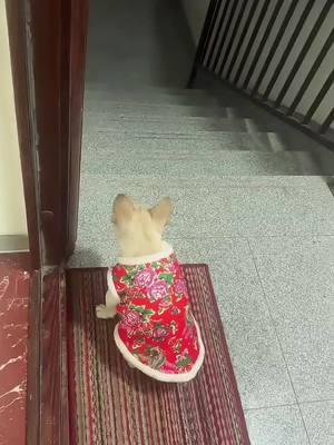 The puppy wearing a big flowered cotton jacket waiting for his dad to get off work #frenchbulldog #frenchiesoftiktok #dog#puppylover #dogsoftiktok #fyp