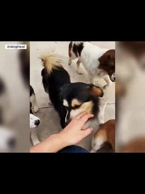 #cutedog #doglover #dogsofttiktok #foryou #foryoupage #fypシfypage #fyp #dog #dogs #foryoupag #cutedogs #dogsofttiktokviral #foryo #dogsoftiktok #foryouu #foryoupage❤️❤️ #cutedogsoftiktok #foryour #doglife #doglove