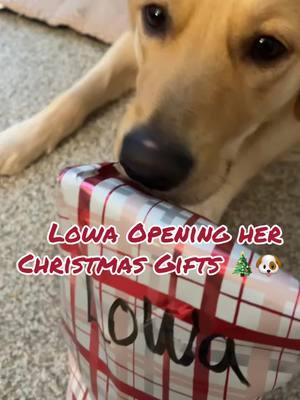 Second Christmas for Lowa girl. 🐶🎁🎄#daddygirl #christmasmorning #dogchristmas #santapaws #enrichmentfordogs #goldenretriever #goldenpup @Outward Hound 