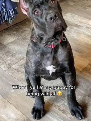 i knew #canecorso #italianmastiff #mastiff #salmoncreekcanecorso #dogs #corso #pnwdogs #bigdogs #dogsoftiktok #PetsOfTikTok #foryourpage #fyp #foryou #pnw #canecorsopuppy #puppy #puppies #puppytiktok #puppiesoftiktok 