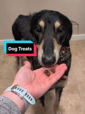 Making some homemade dog treats since our usual freeze dried raw is not a safe choice at this time. We believe in science and listening to veterinarian guidance in regards to the bird flu outbreak. #saluki #salukioftheworld #salukioftiktok #sighthound #sighthoundsoftiktok #dog #dogsoftiktok #dog #dogtreats #dogtreatsrecipe #fyp #primitivebreed #primitivedog 