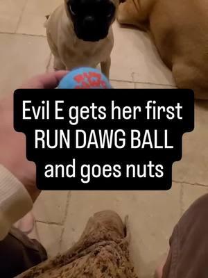 The official test run of the first RUN DAWG BALL seems to have gone well. #rundawg #dawgsquad #caninefitness #dogtoy 