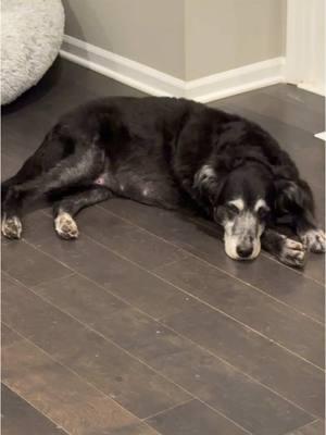 Cool floor > fluffy bed #dogtok #sillydog #coolingoff #kcdogs #ivy #goldensoftiktok #sweetgirl #houseguest 