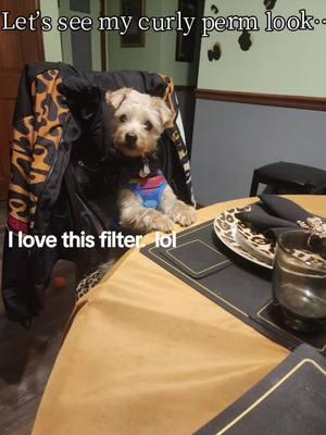 #CapCut #aifilter #dogsoftiktok #perm #funnydogs #yorkiepoo #tramp #smartdogs #dogs 