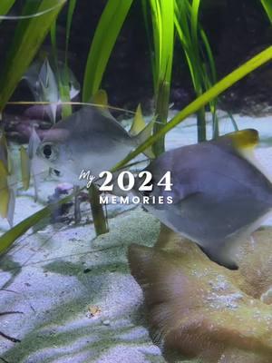 So much happened in 2024! I think we need 2 of these! #waikikiaquarium #2024recap #ekspresikan2024 