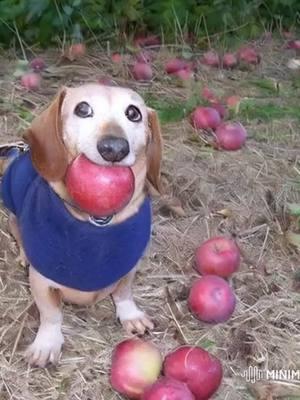 happy new year with apple dog 🥳#appledog #dogapple #dogwithapple #happynewyear #fypシ 