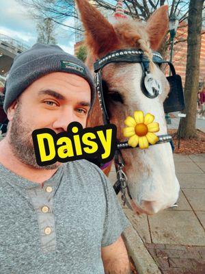 Bought a horse 🐎 today Daisy 🌼 is super excited to now be living with FBI Lily and me. #fyp #horse #daisy #fbilily #fbibuttercup #aaronmartell #aaronrmartell #followme #savehorsesfromslaughter #happynewyear 