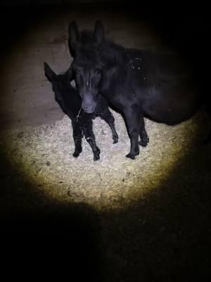 We had a new baby today. Hes so cute #babydonkey #texasgirl #texasranches #minidonkeysoftiktok #minidonkeys @demonicdemondogg @MrWarmachine @outlaw @TheLunchMachine @Daddyshere97 @spoodertaker 