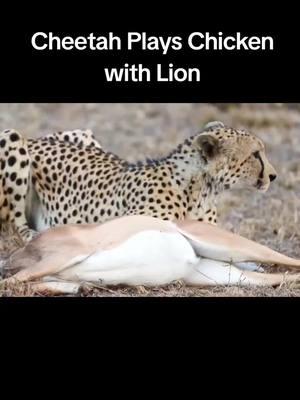 Cheetah Plays Chicken with Lion  #amazinganimalsworld #wildlife #wildanimals2024 #cheetah 