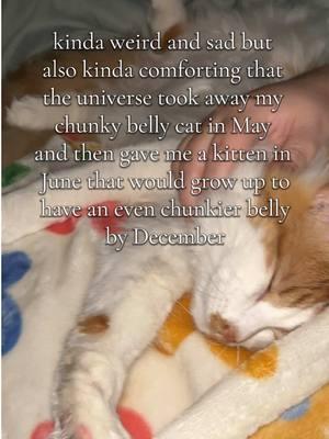 they get their chunky bellies from me I fear #cats #chunkycats #catloss #petloss #grief #catsoftiktok #catmom #cattok 